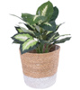 Kosz wiklinowy Moroccan biały osłonka XL 22 cm