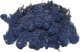 Chrobotek mech reniferowy morski