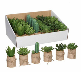 Sukulent w ozdobnej doniczce