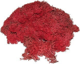 Chrobotek mech reniferowy czerwony