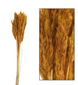 Trawa Plume 80-90cm 12-14szt pomarańczowa
