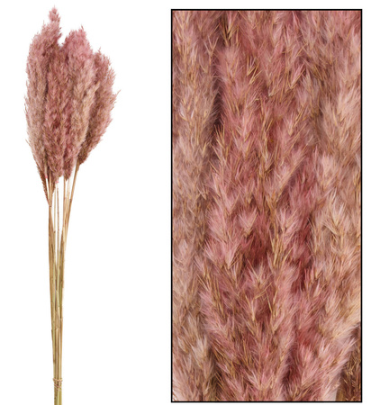 Trawa Plume 80-90cm 12-14szt różowa