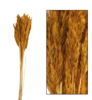 wielokolorowy