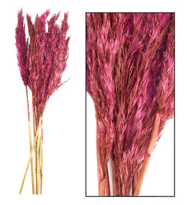 Trawa Plume 80-90cm 12-14szt burgundowa