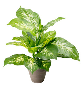 Roślina zielona w doniczce