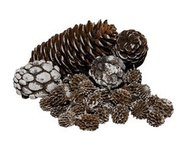 Szyszki w woreczku bielone