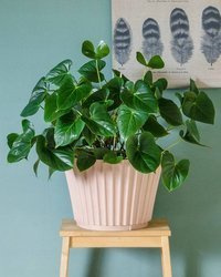 Ekologiczna donica bambusowa