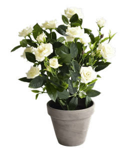 Krzew róży białej w szarej doniczce